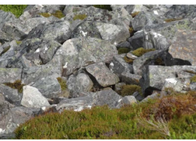 تست دید توهم نوری: آیا می توانید پرنده را در 7 ثانیه پیدا کنید؟ تست دید توهم نوری: آیا می توانید پرنده را در 7 ثانیه پیدا کنید؟